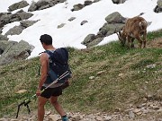 Laghi Gemelli dalle Baite di Mezzeno, fiori, stambecchi e ancora neve (4giu21) - FOTOGALLERY